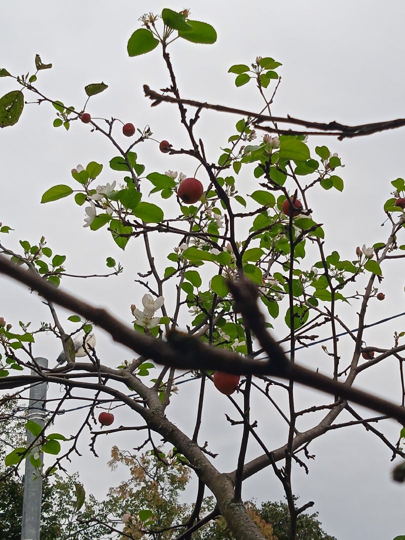 яблони, цветут, второй, раз, погодная, аномалия,