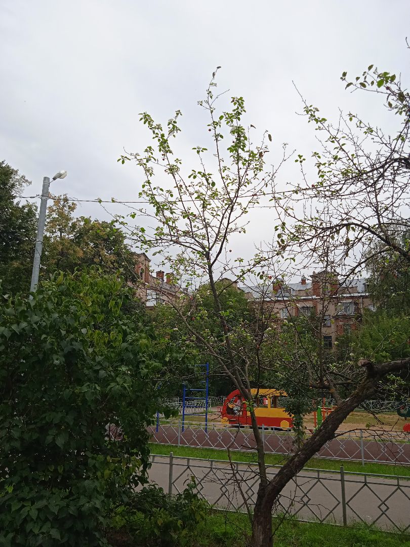 яблони, цветут, второй, раз, погодная, аномалия,