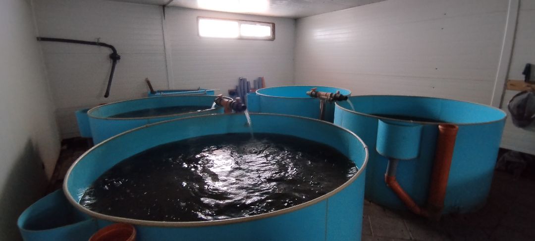 Субсидии, Луховицы, рыба