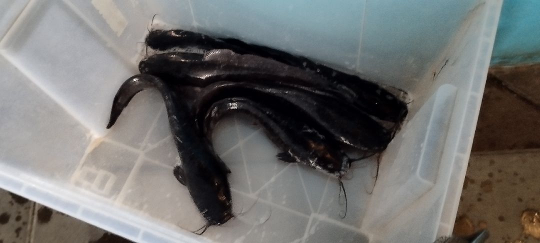 Субсидии, Луховицы, рыба