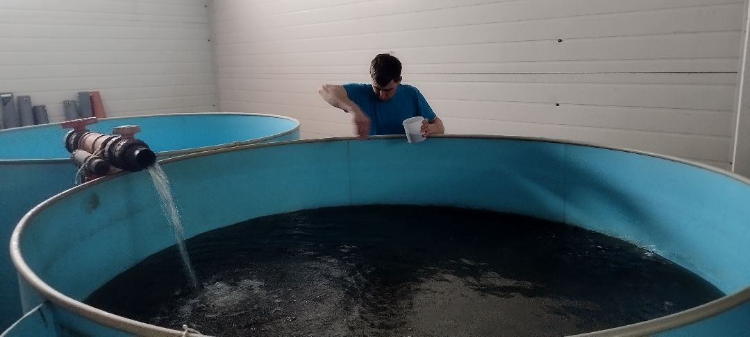 Субсидии, Луховицы, рыба