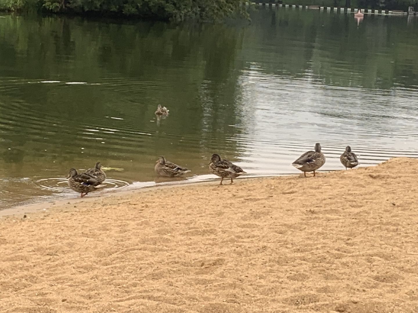 Пруд, благоустройство, очищение пруда, жители,