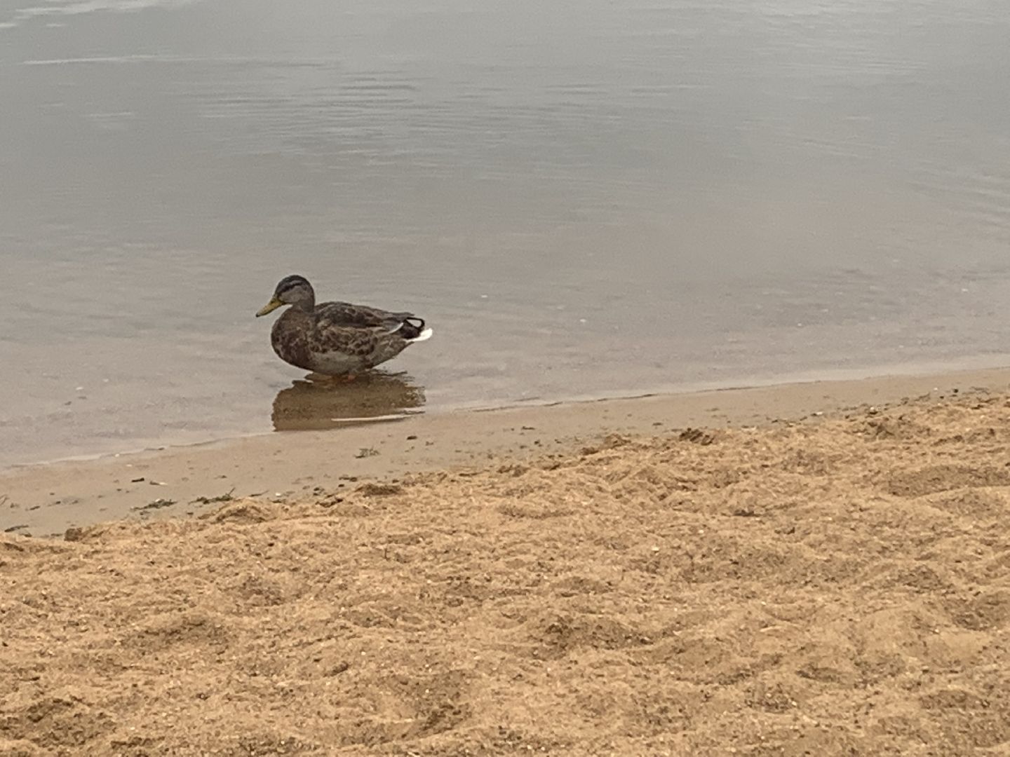 Пруд, благоустройство, очищение пруда, жители,