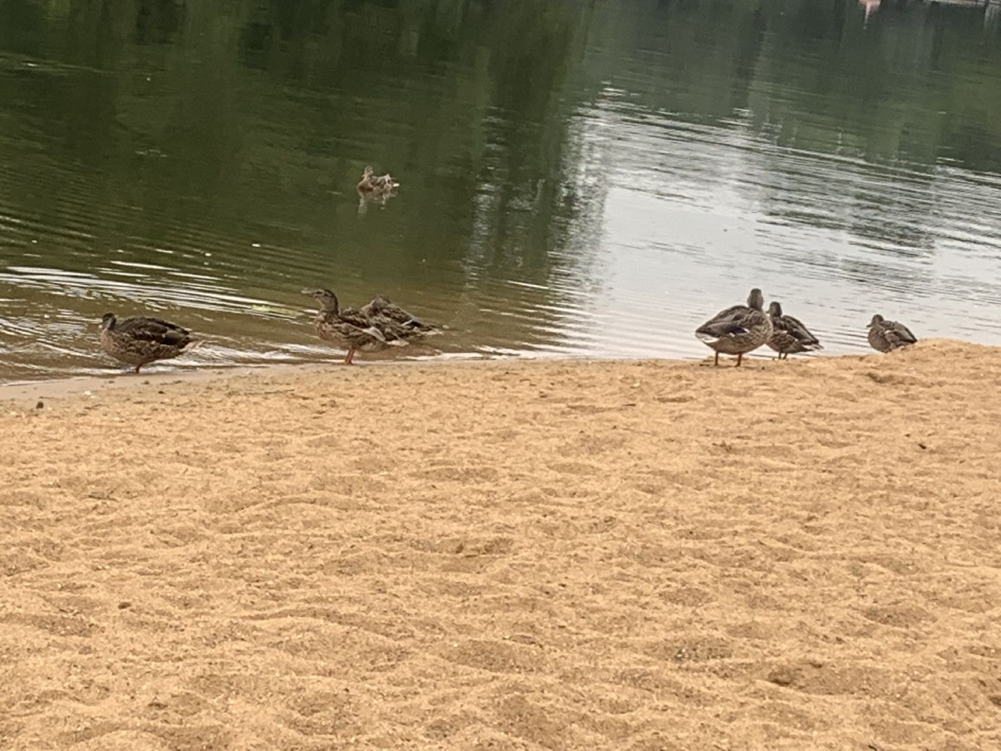 Пруд, благоустройство, очищение пруда, жители,