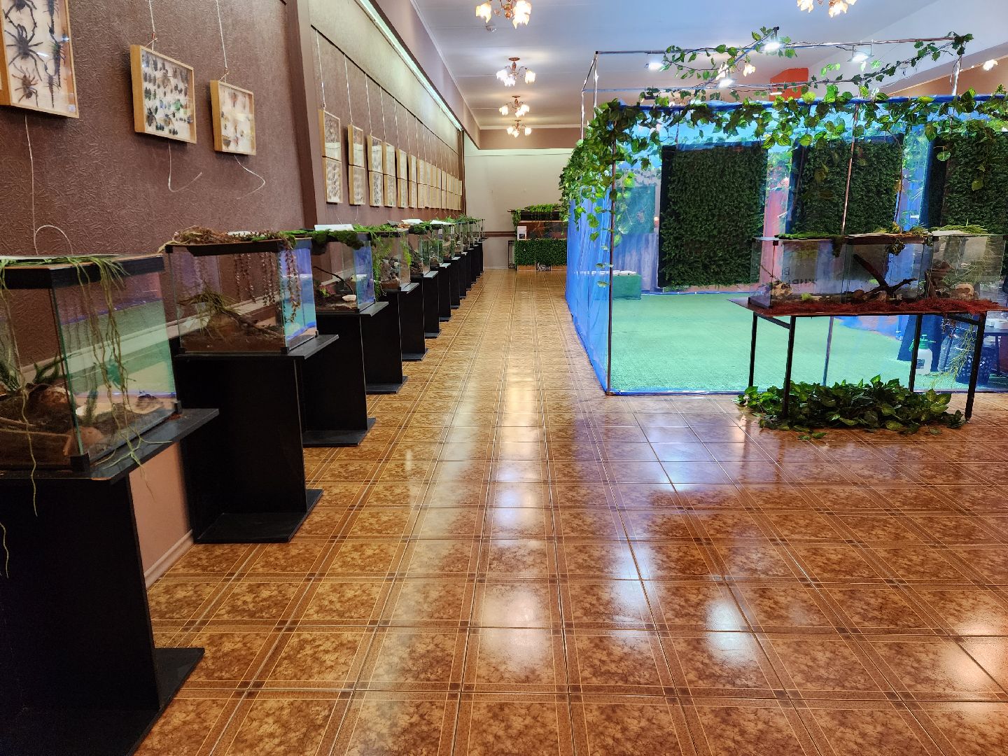 Раменское, культура, выставка экзотических бабочек