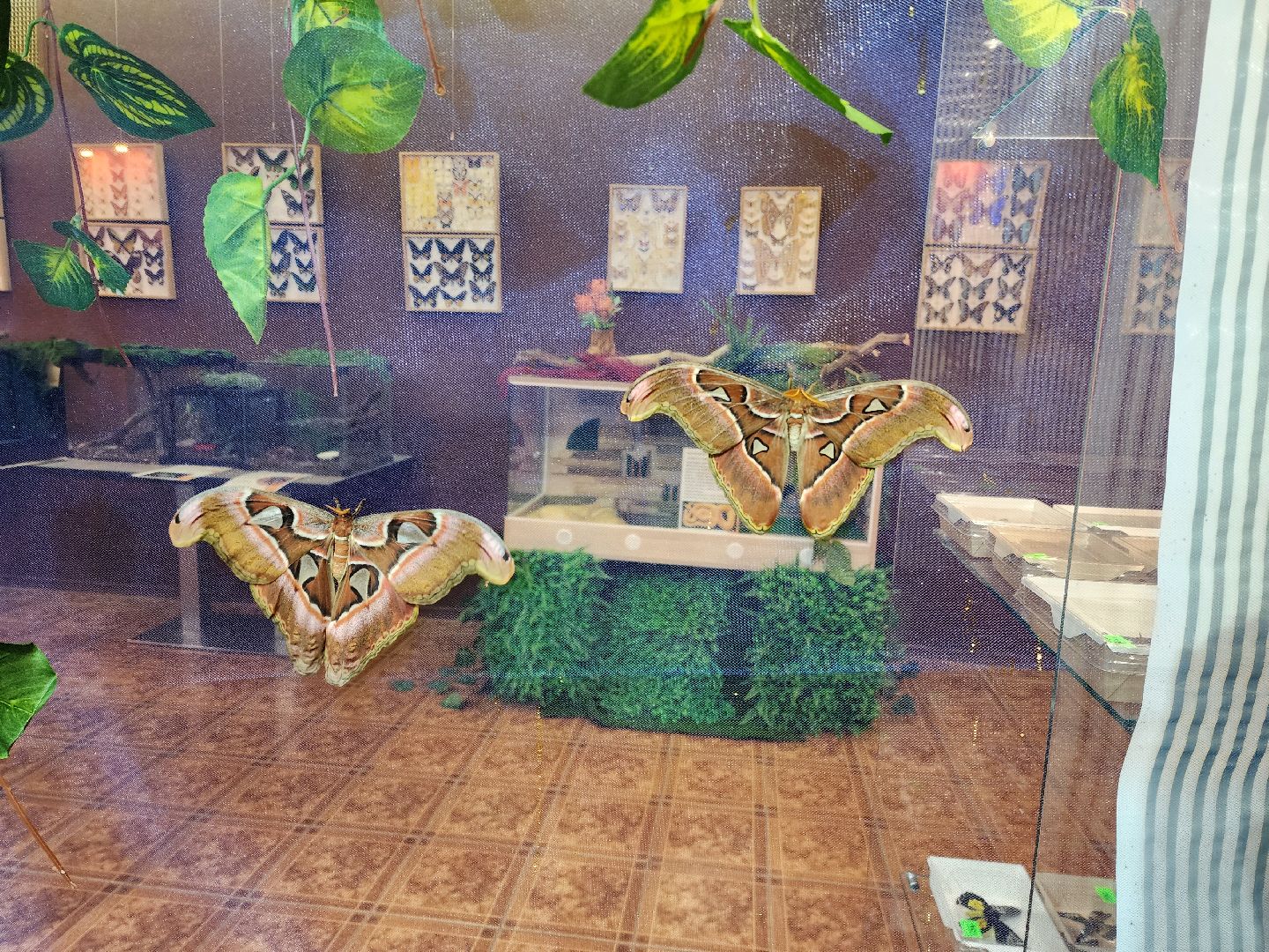 Раменское, культура, выставка экзотических бабочек