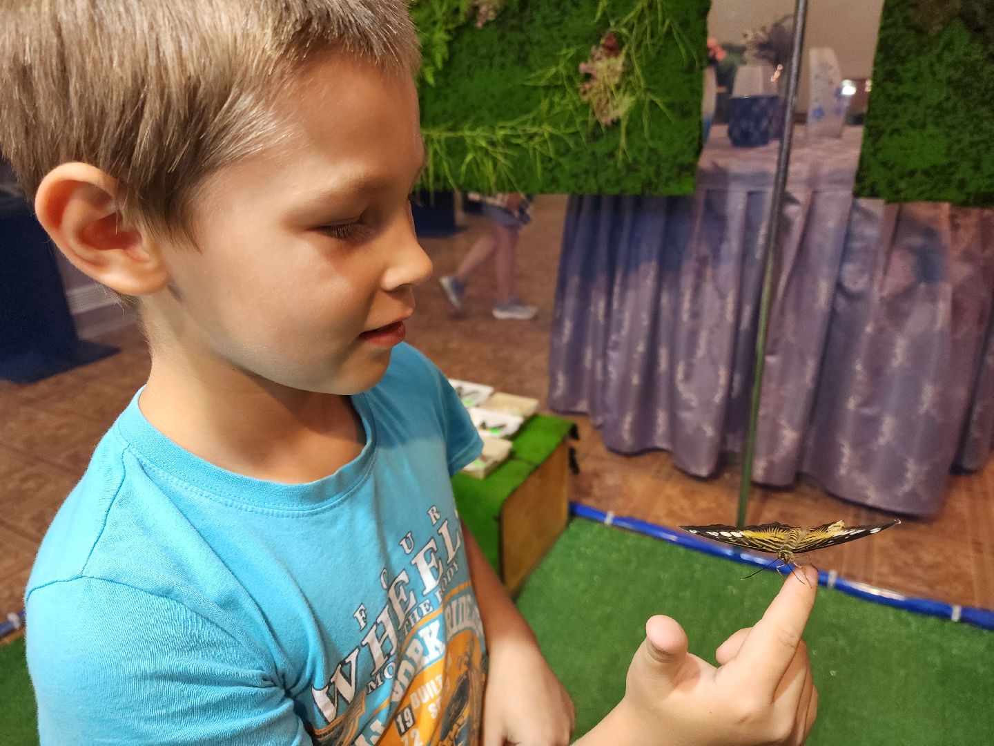 Раменское, культура, выставка экзотических бабочек