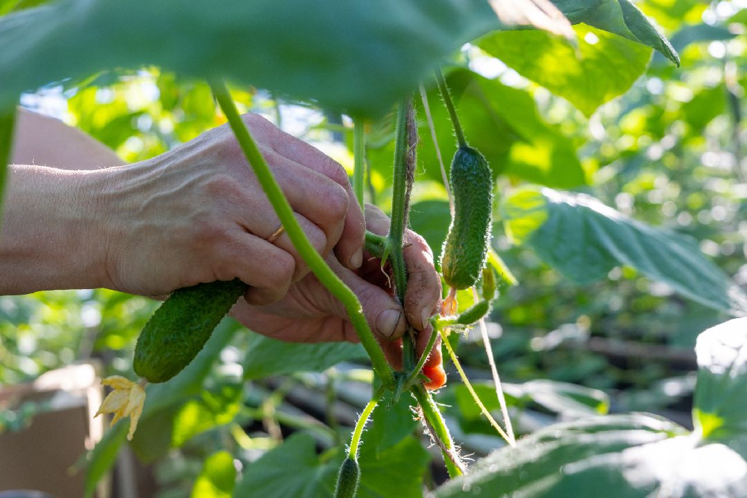 Экономика, Аграрное, сельское хозяйство, Дрезна, Орехово-Зуевский округ, огурцы, продовольствие