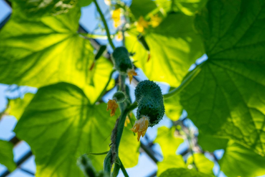 Экономика, Аграрное, сельское хозяйство, Дрезна, Орехово-Зуевский округ, огурцы, продовольствие
