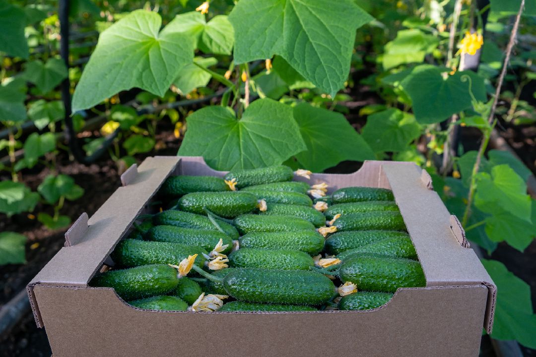 Экономика, Аграрное, сельское хозяйство, Дрезна, Орехово-Зуевский округ, огурцы, продовольствие