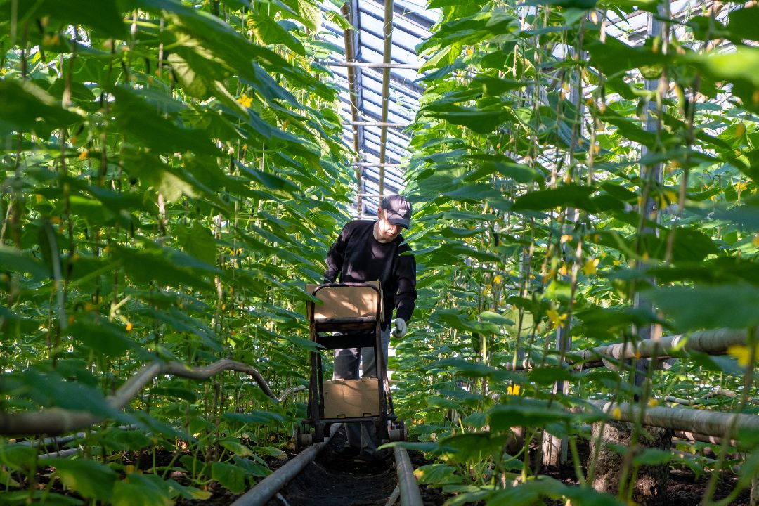 Экономика, Аграрное, сельское хозяйство, Дрезна, Орехово-Зуевский округ, огурцы, продовольствие