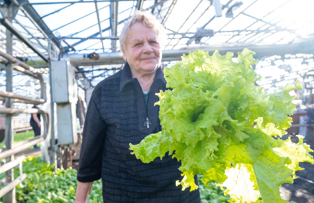 Экономика, Аграрное, сельское хозяйство, Дрезна, Орехово-Зуевский округ, огурцы, продовольствие
