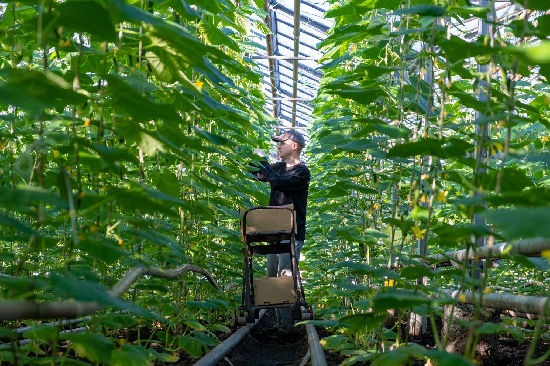 Экономика, Аграрное, сельское хозяйство, Дрезна, Орехово-Зуевский округ, огурцы, продовольствие
