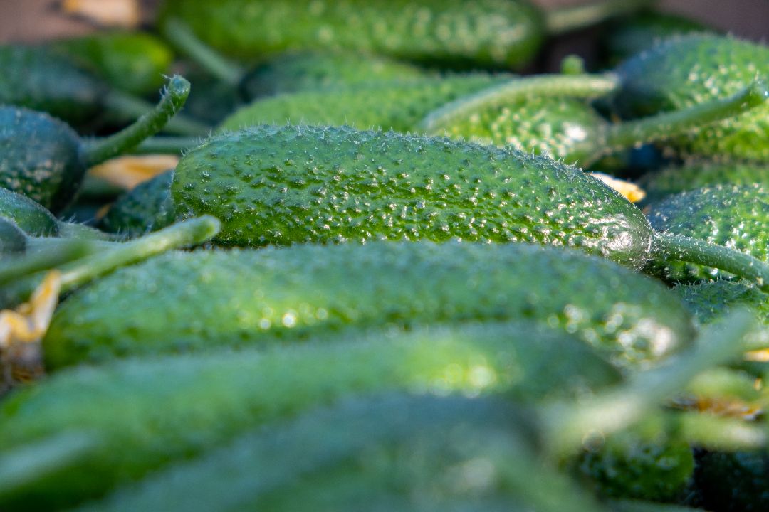 Экономика, Аграрное, сельское хозяйство, Дрезна, Орехово-Зуевский округ, огурцы, продовольствие