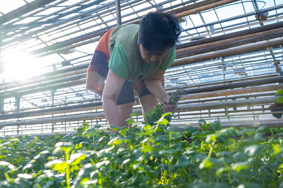 Экономика, Аграрное, сельское хозяйство, Дрезна, Орехово-Зуевский округ, огурцы, продовольствие