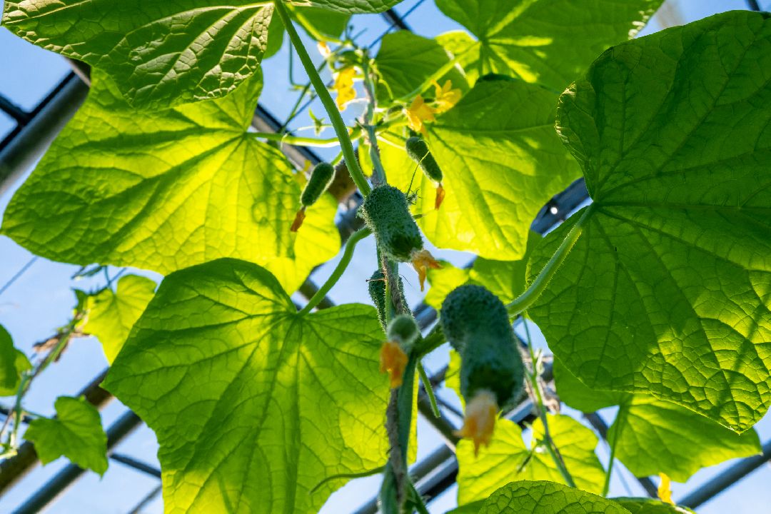 Экономика, Аграрное, сельское хозяйство, Дрезна, Орехово-Зуевский округ, огурцы, продовольствие