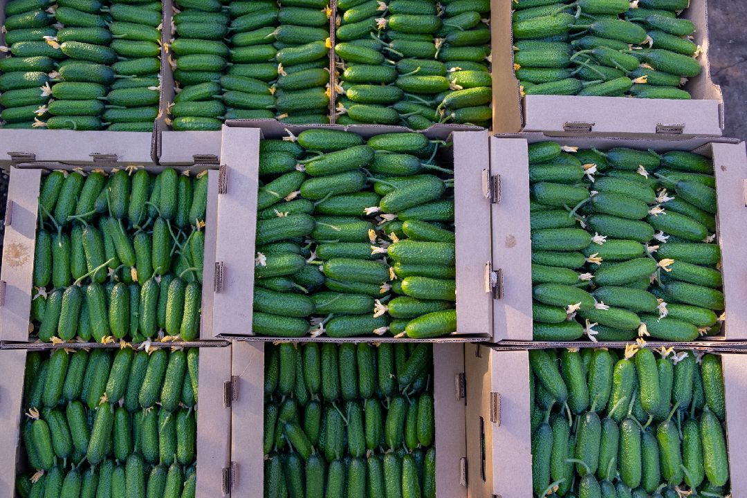 Экономика, Аграрное, сельское хозяйство, Дрезна, Орехово-Зуевский округ, огурцы, продовольствие