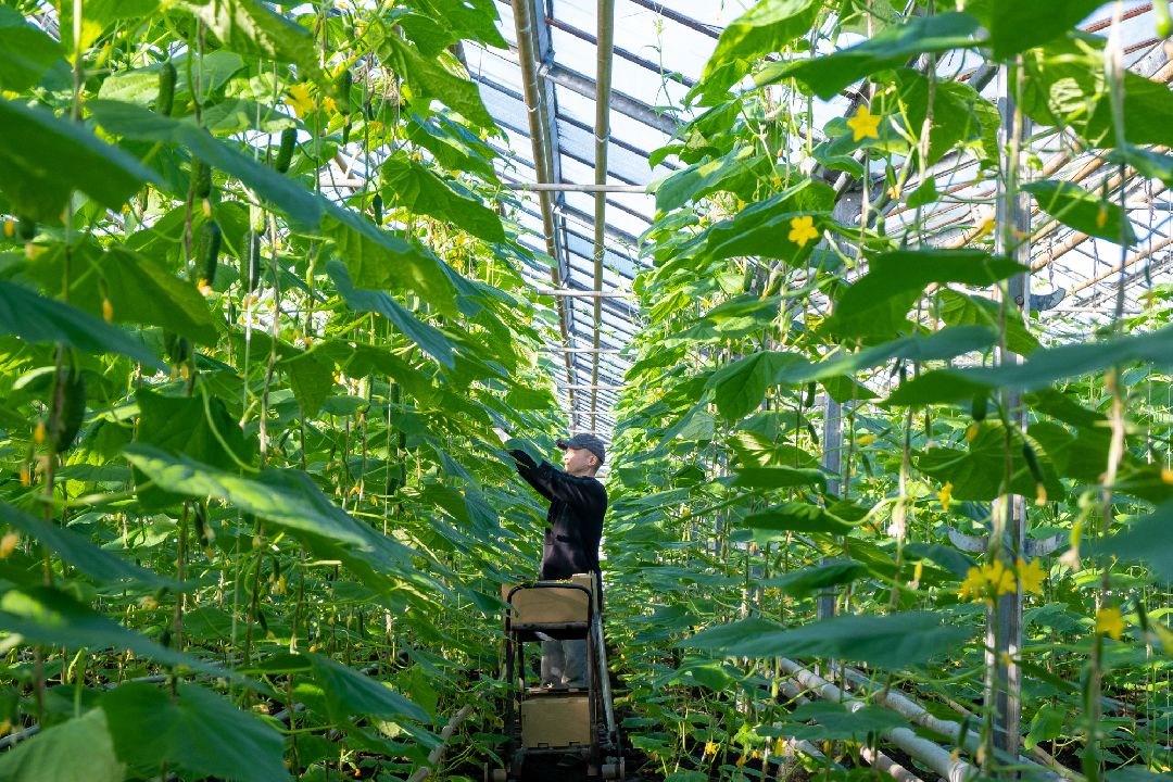 Экономика, Аграрное, сельское хозяйство, Дрезна, Орехово-Зуевский округ, огурцы, продовольствие