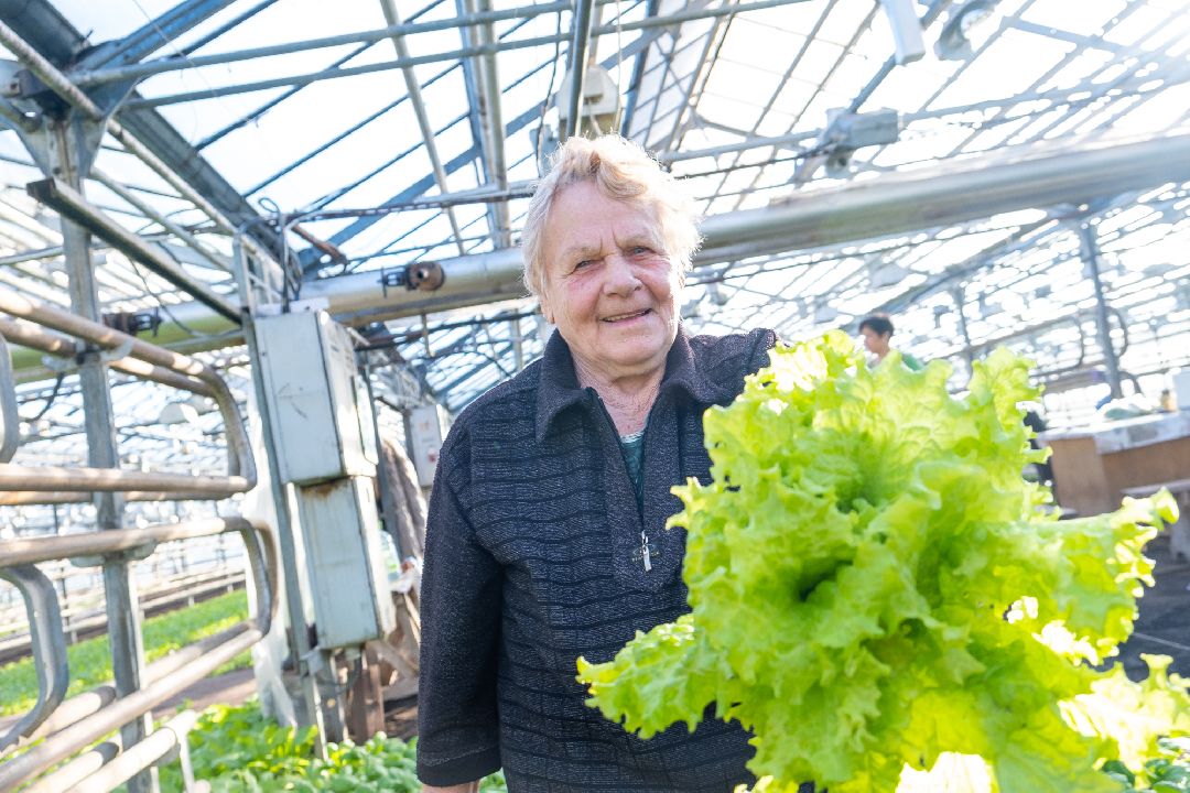 Экономика, Аграрное, сельское хозяйство, Дрезна, Орехово-Зуевский округ, огурцы, продовольствие