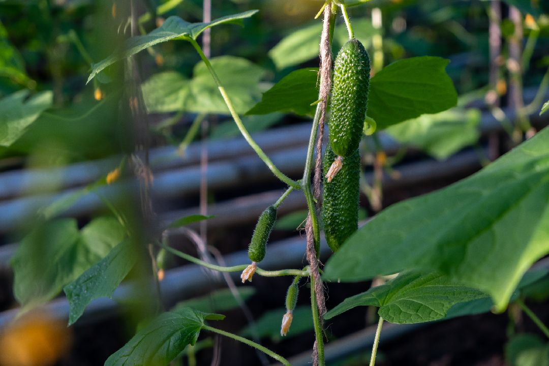 Экономика, Аграрное, сельское хозяйство, Дрезна, Орехово-Зуевский округ, огурцы, продовольствие