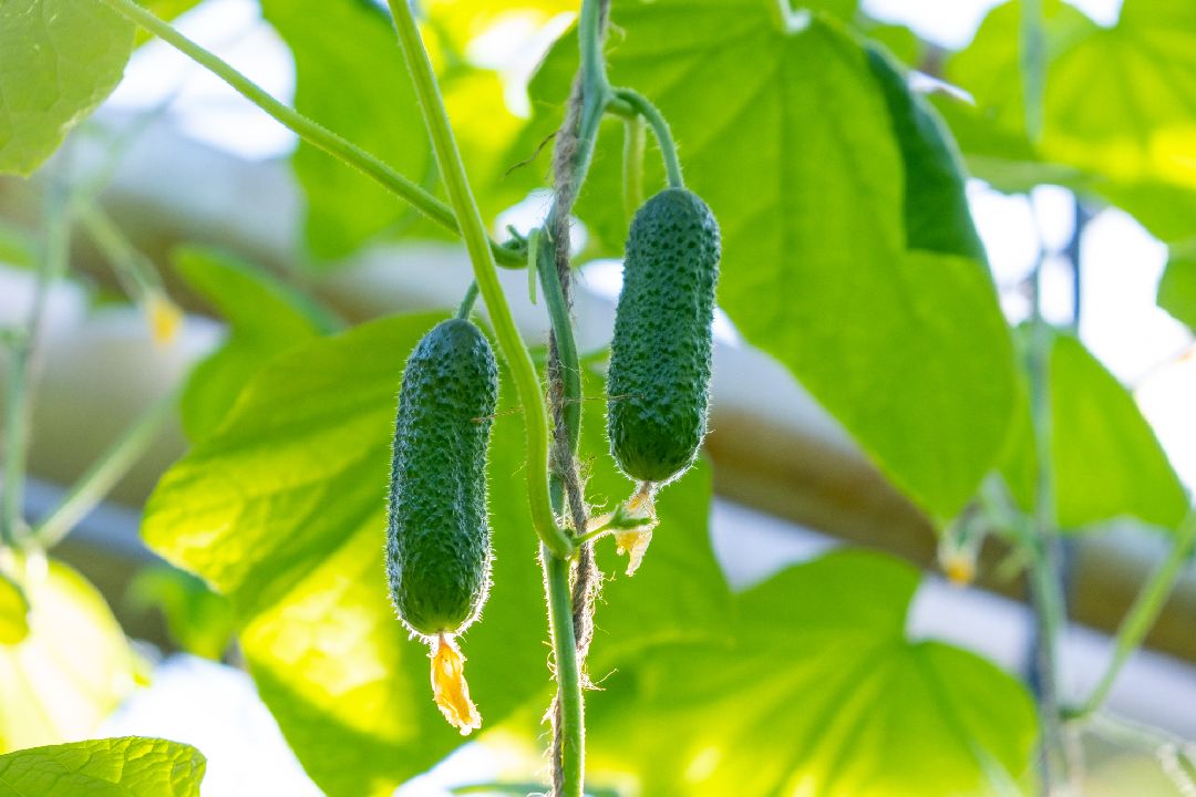 Экономика, Аграрное, сельское хозяйство, Дрезна, Орехово-Зуевский округ, огурцы, продовольствие