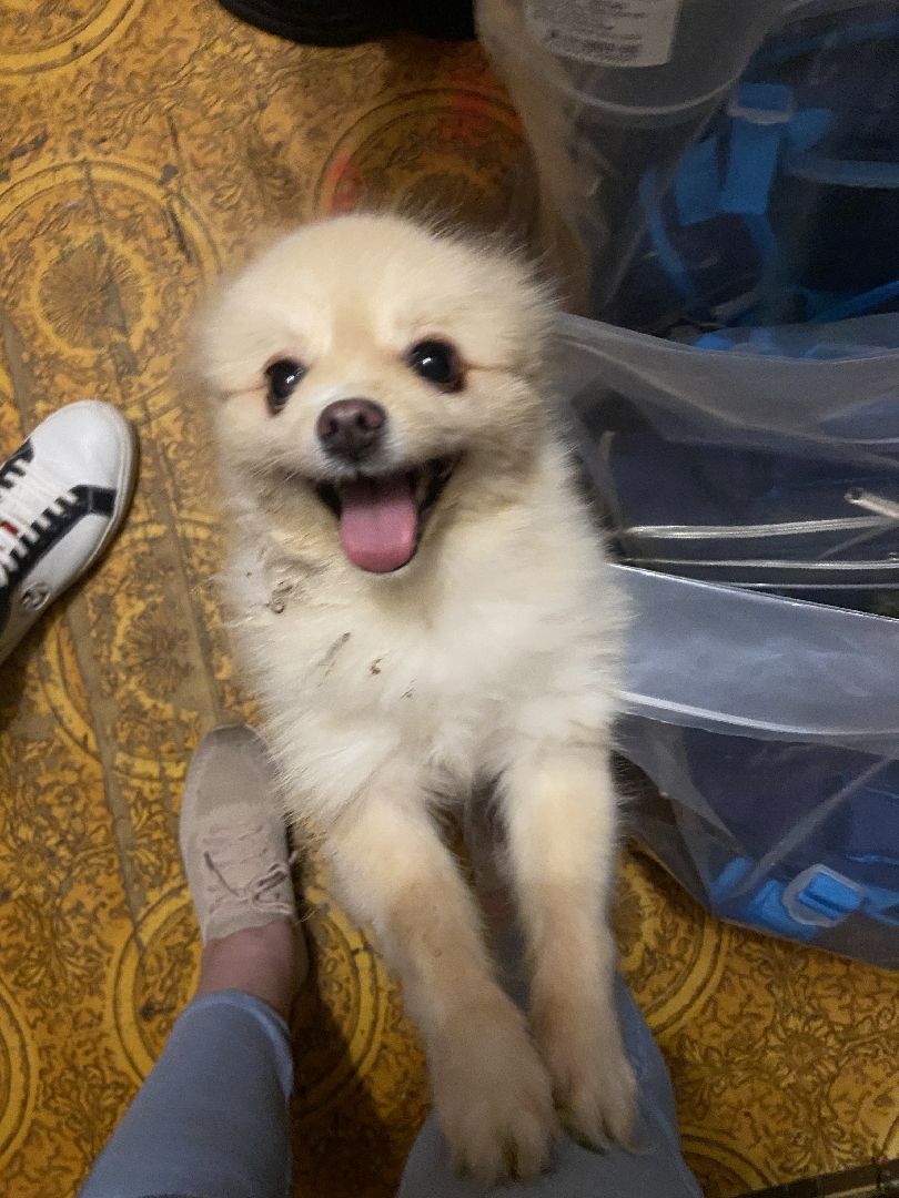 истра, полиция, благотворительная акция,