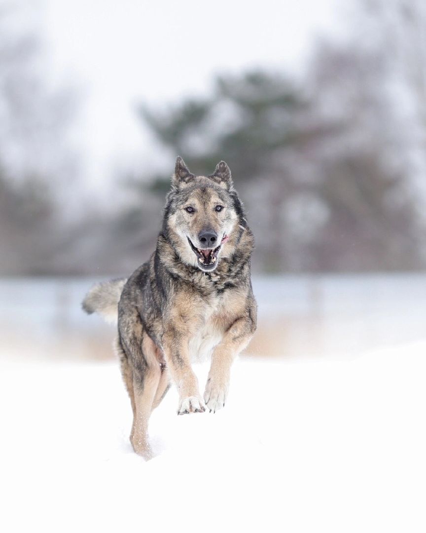 Собаки, волонтёры, животные, Старая Купавна, Богородский городской округ