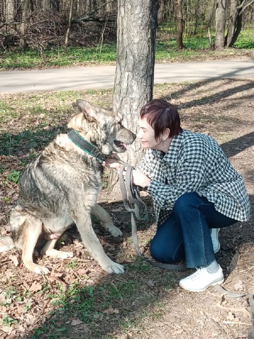 Собаки, волонтёры, животные, Старая Купавна, Богородский городской округ