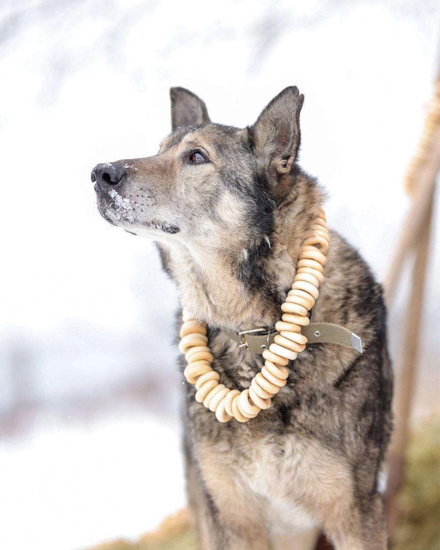 Собаки, волонтёры, животные, Старая Купавна, Богородский городской округ