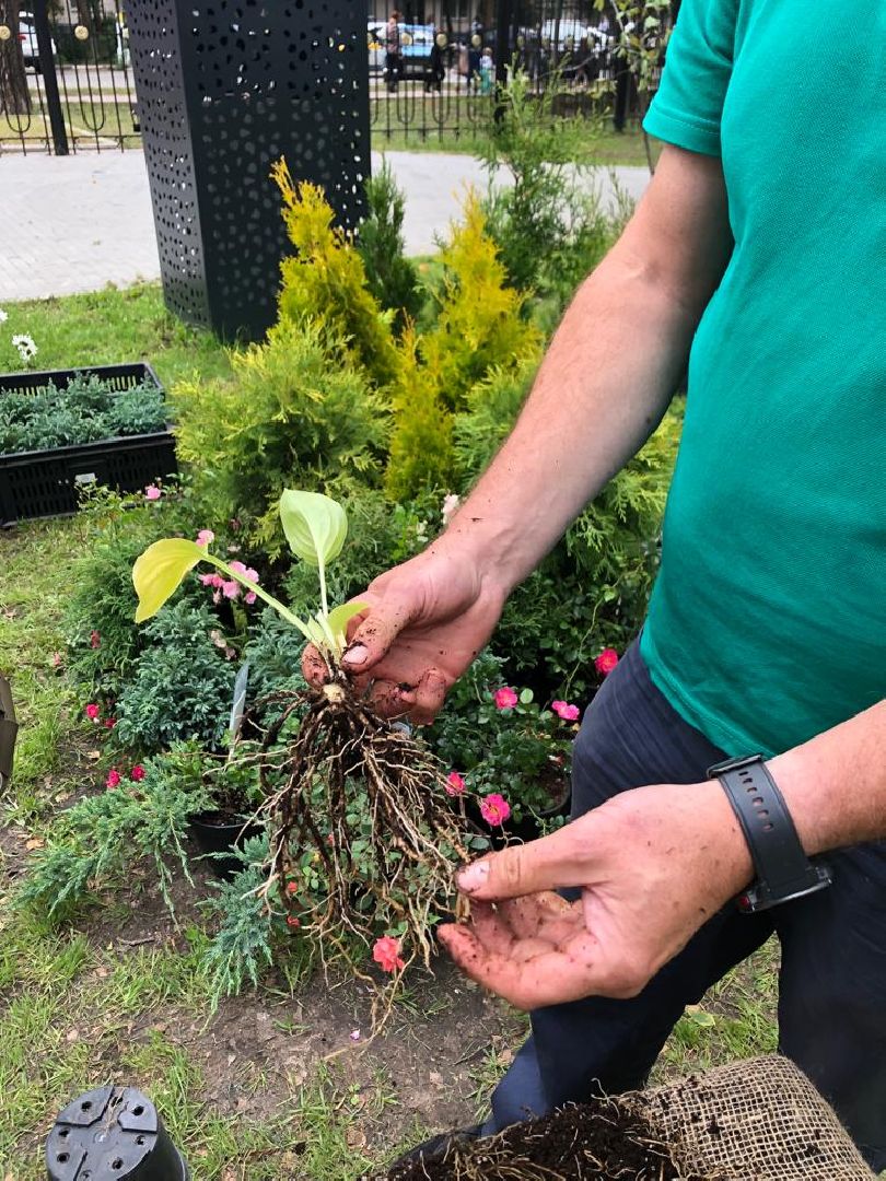 растения, пушкино, жители, мастер-класс,