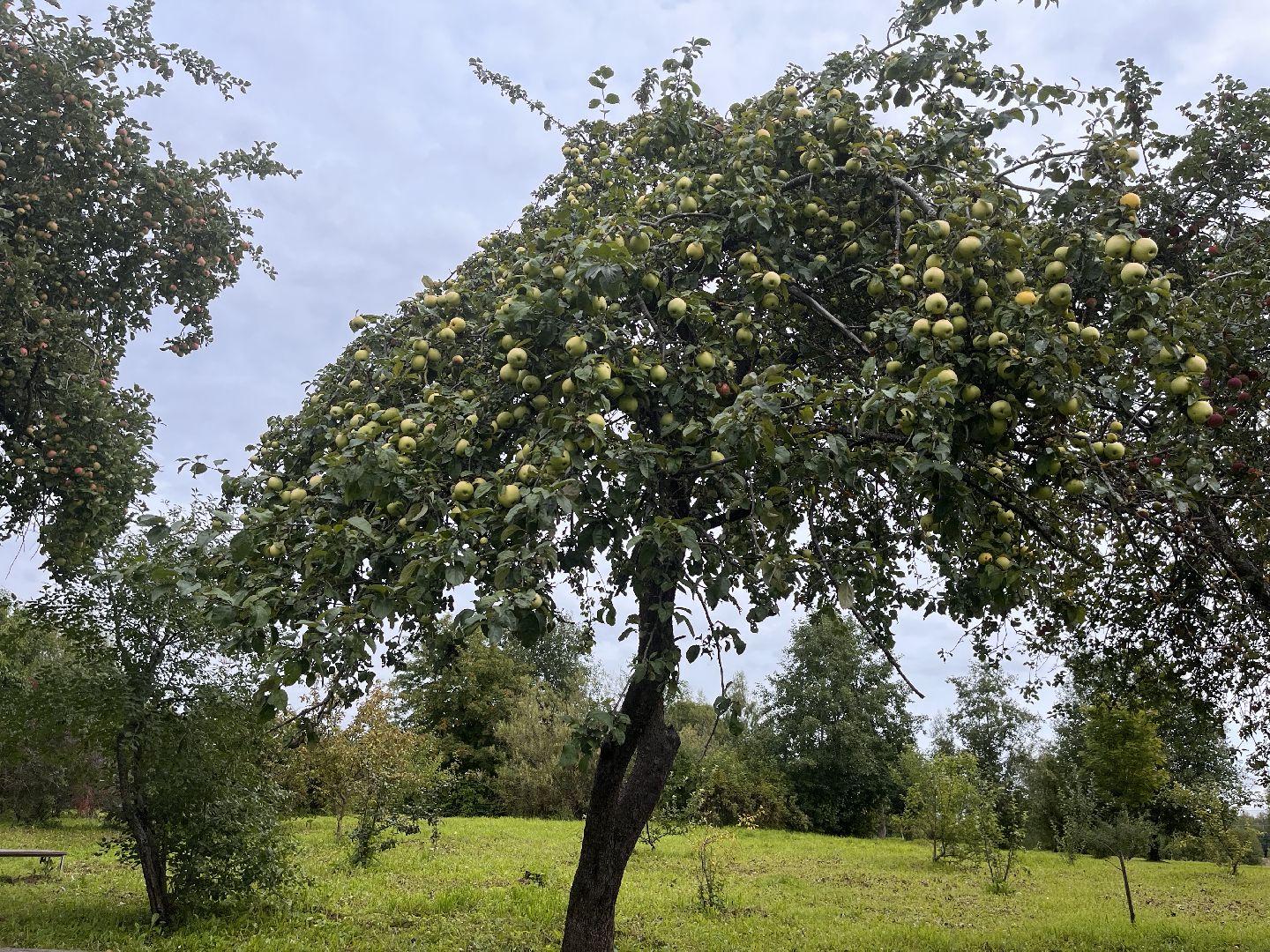 Шаховская, яблоневый сад, парк, история, краевед