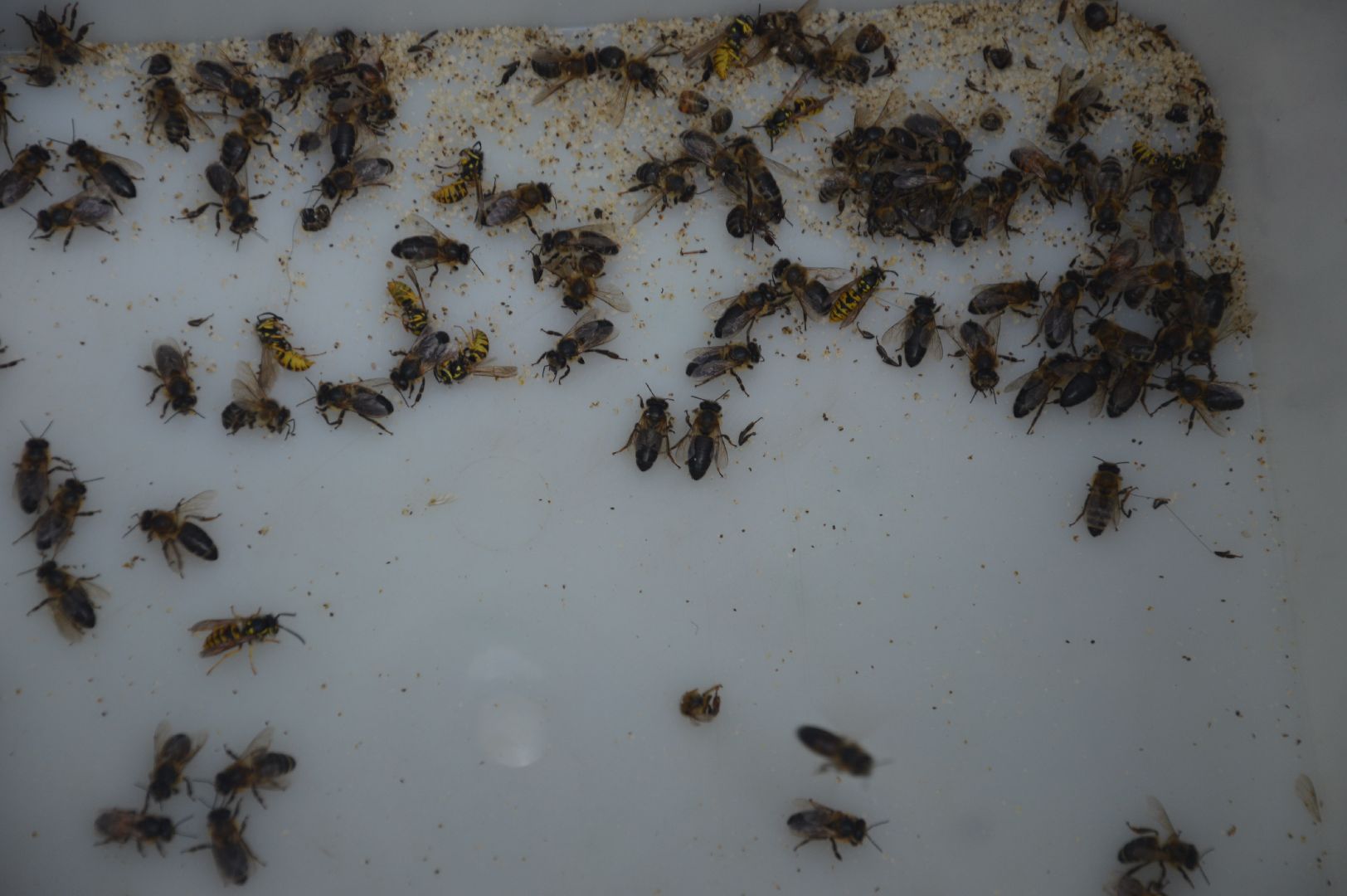 Шатура, активное долголетие, мёд, пасека, экскурсия