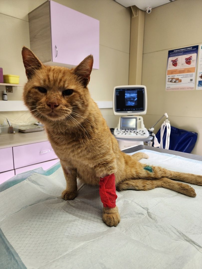 Солнечногорск, ветеринария, животные, спасение, ранение