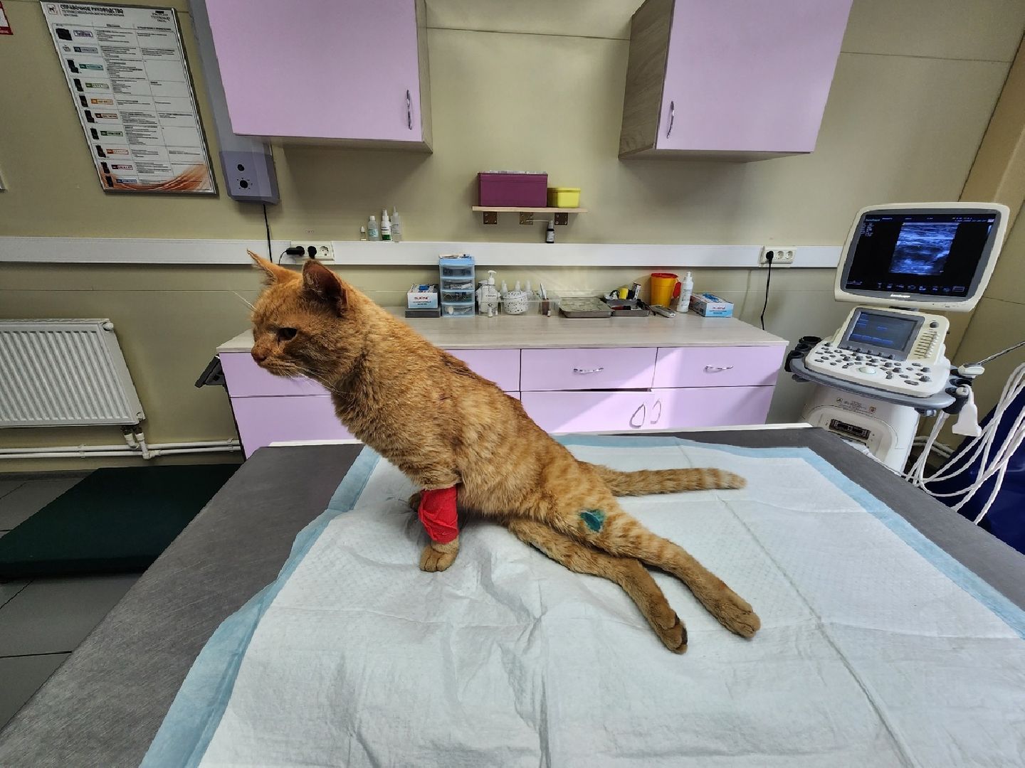 Солнечногорск, ветеринария, животные, спасение, ранение