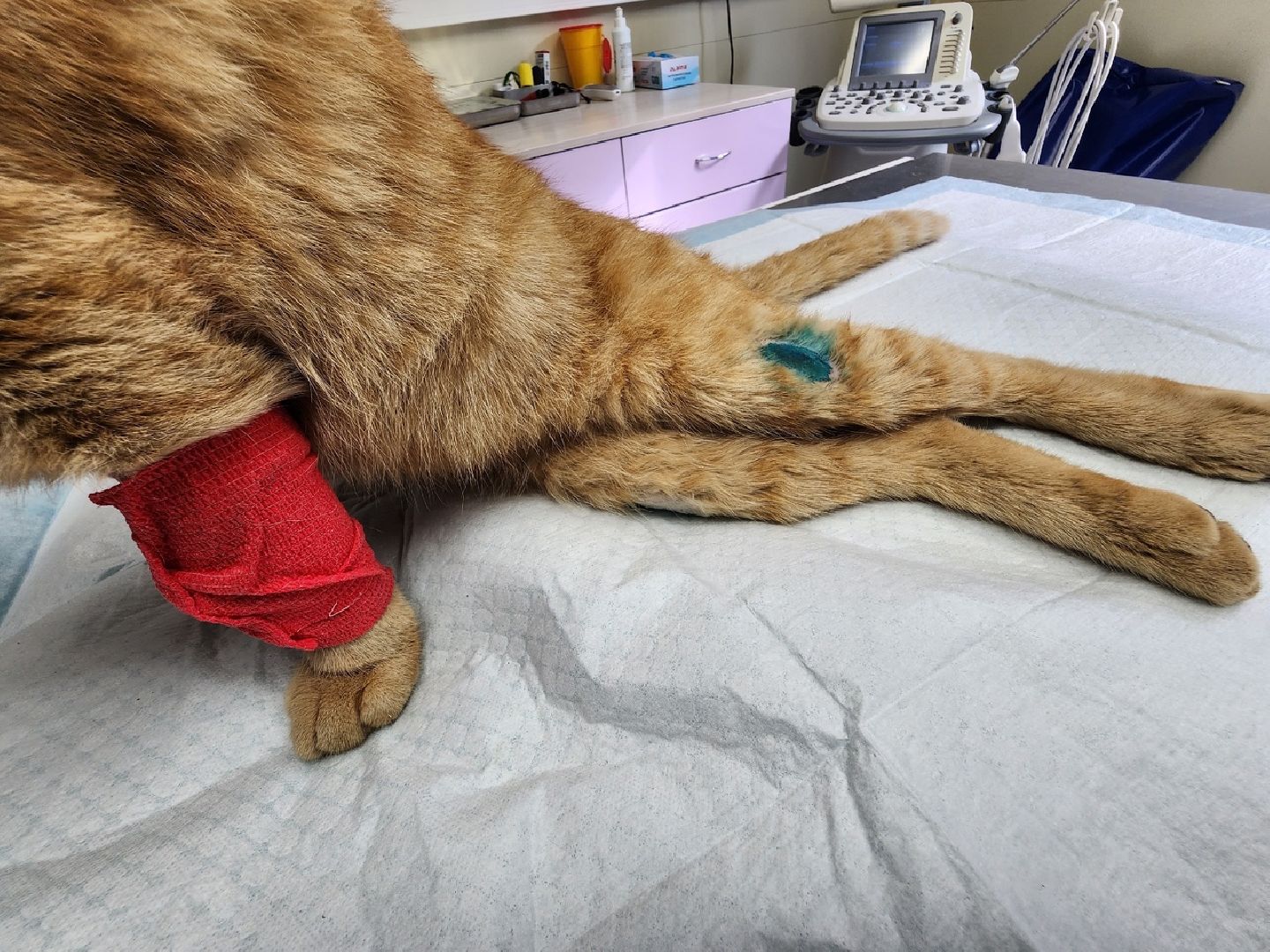 Солнечногорск, ветеринария, животные, спасение, ранение