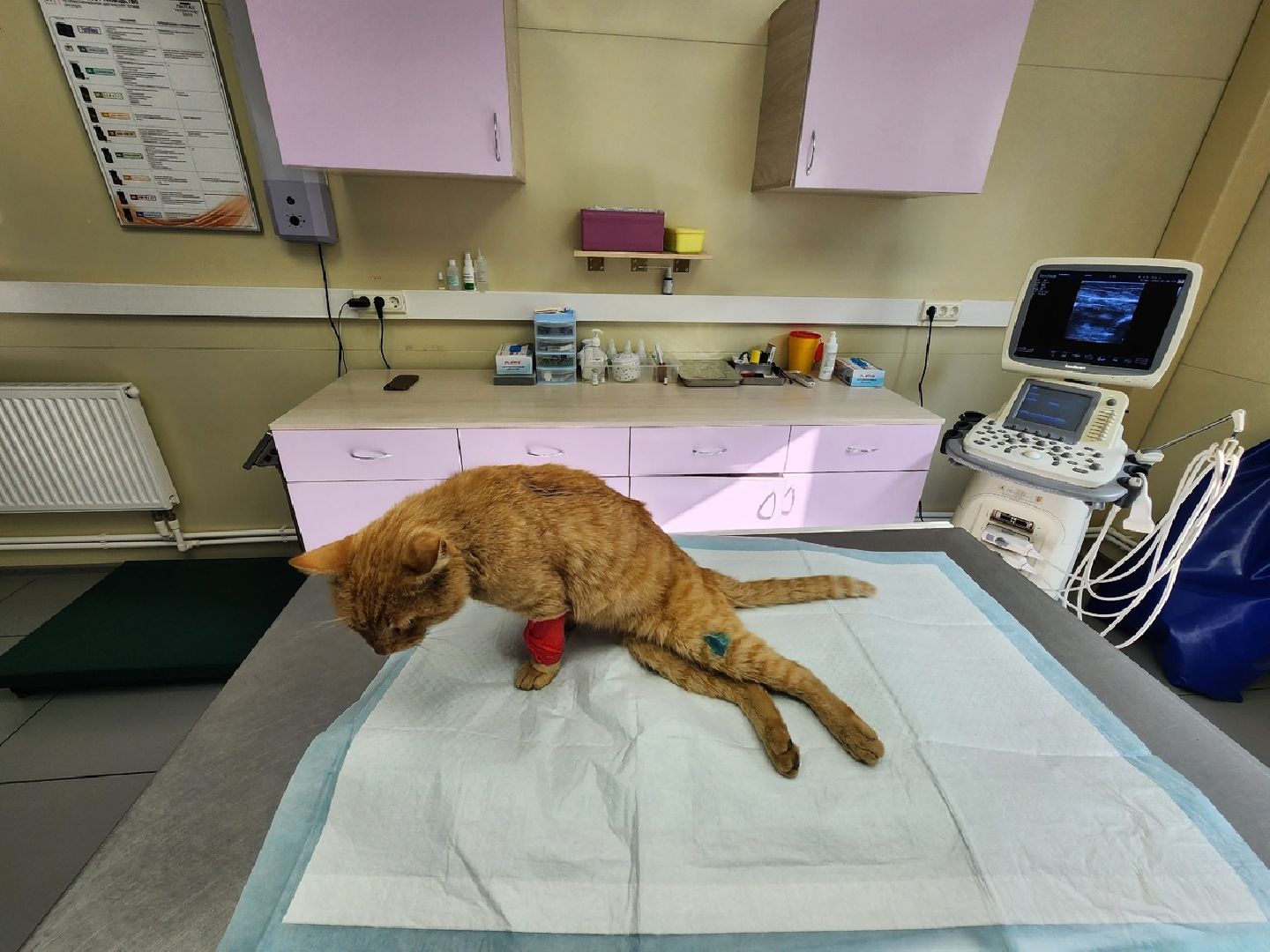 Солнечногорск, ветеринария, животные, спасение, ранение