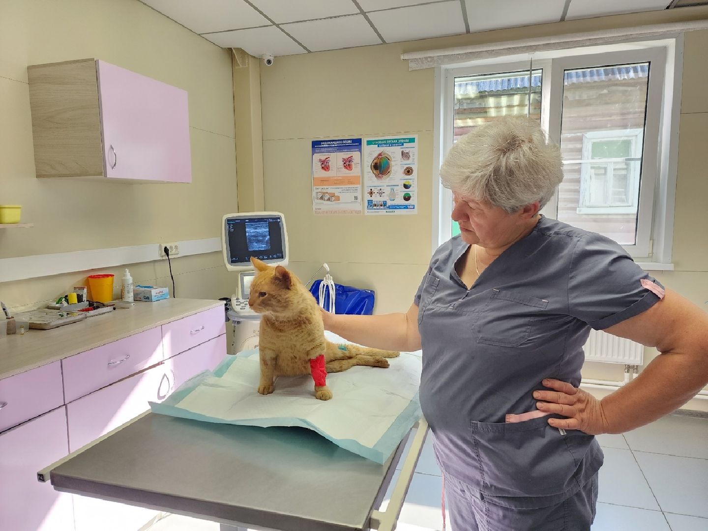 Солнечногорск, ветеринария, животные, спасение, ранение