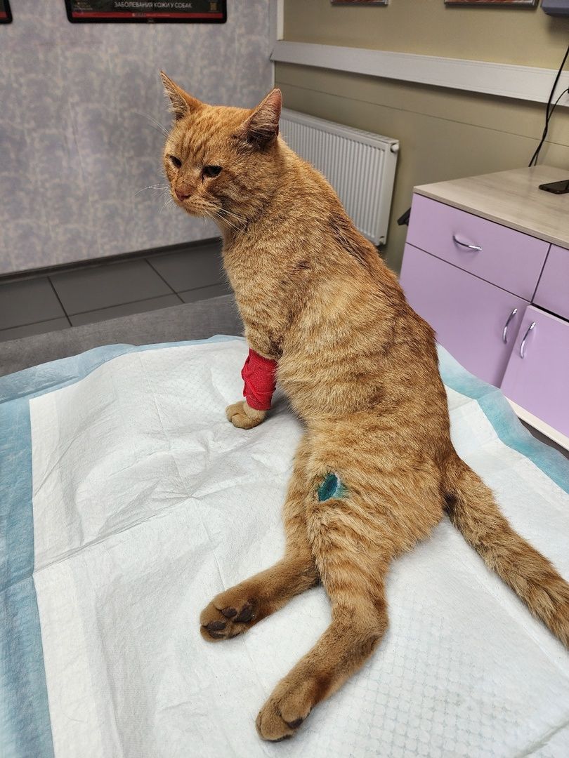 Солнечногорск, ветеринария, животные, спасение, ранение