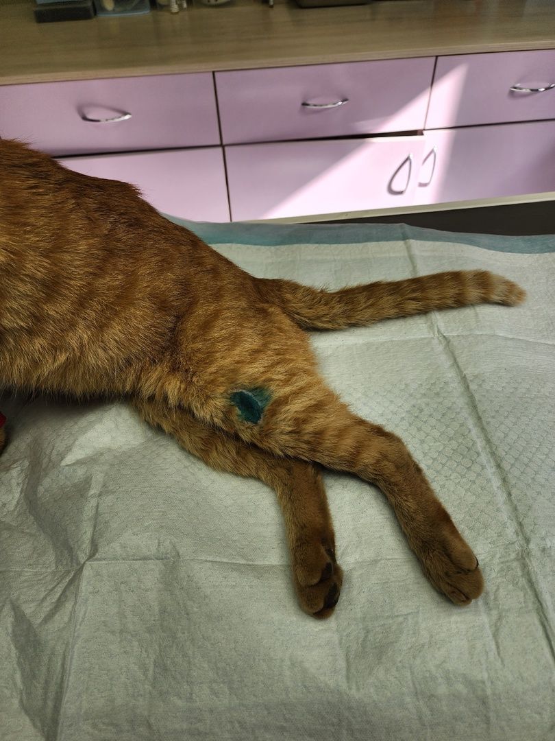 Солнечногорск, ветеринария, животные, спасение, ранение