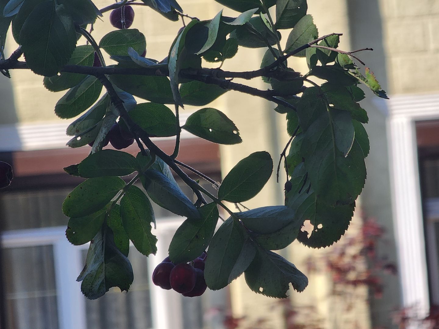Павловский Посад, городской округ Павловский Посад, люди, благоустройство, тротуар, улица, ремонт