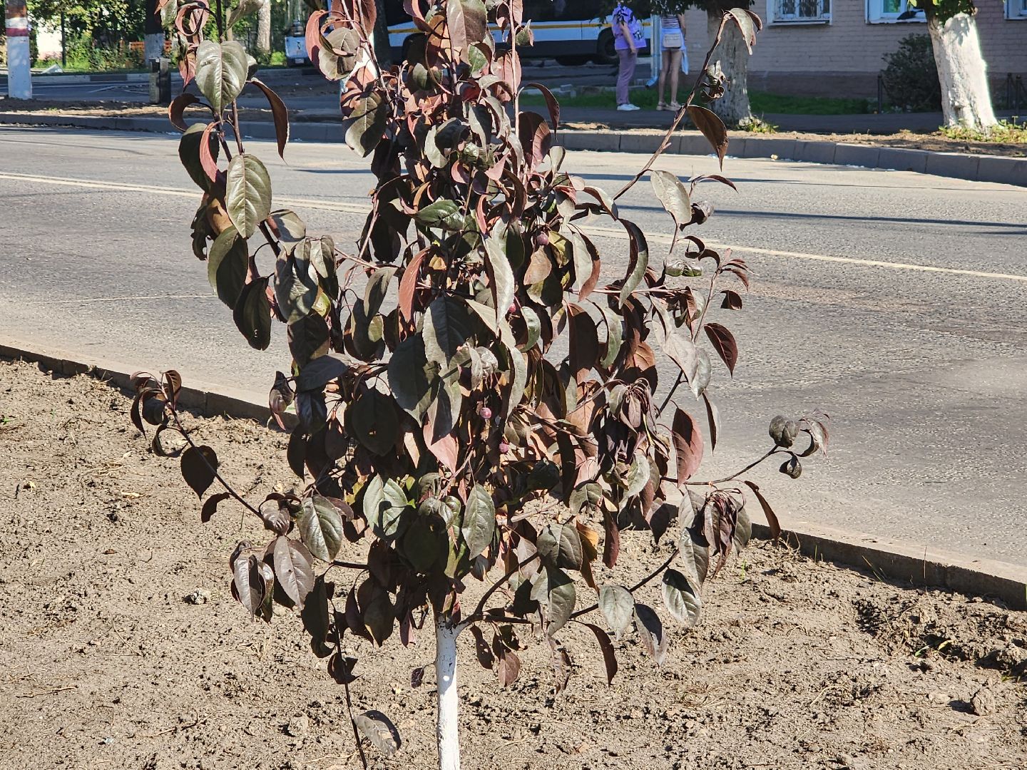 Павловский Посад, городской округ Павловский Посад, люди, благоустройство, тротуар, улица, ремонт