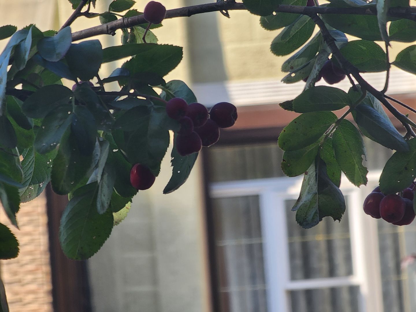 Павловский Посад, городской округ Павловский Посад, люди, благоустройство, тротуар, улица, ремонт