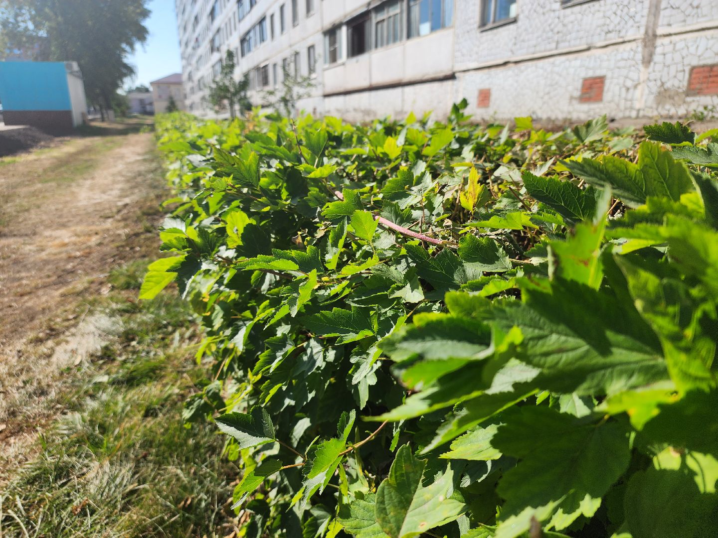 Павловский Посад, городской округ павловский Посад, люди, благоустройство, тротуар, кусты, уборка