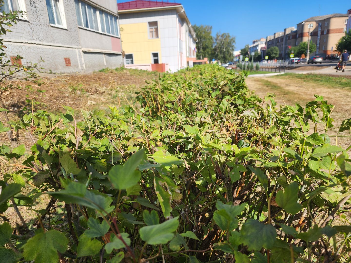 Павловский Посад, городской округ павловский Посад, люди, благоустройство, тротуар, кусты, уборка