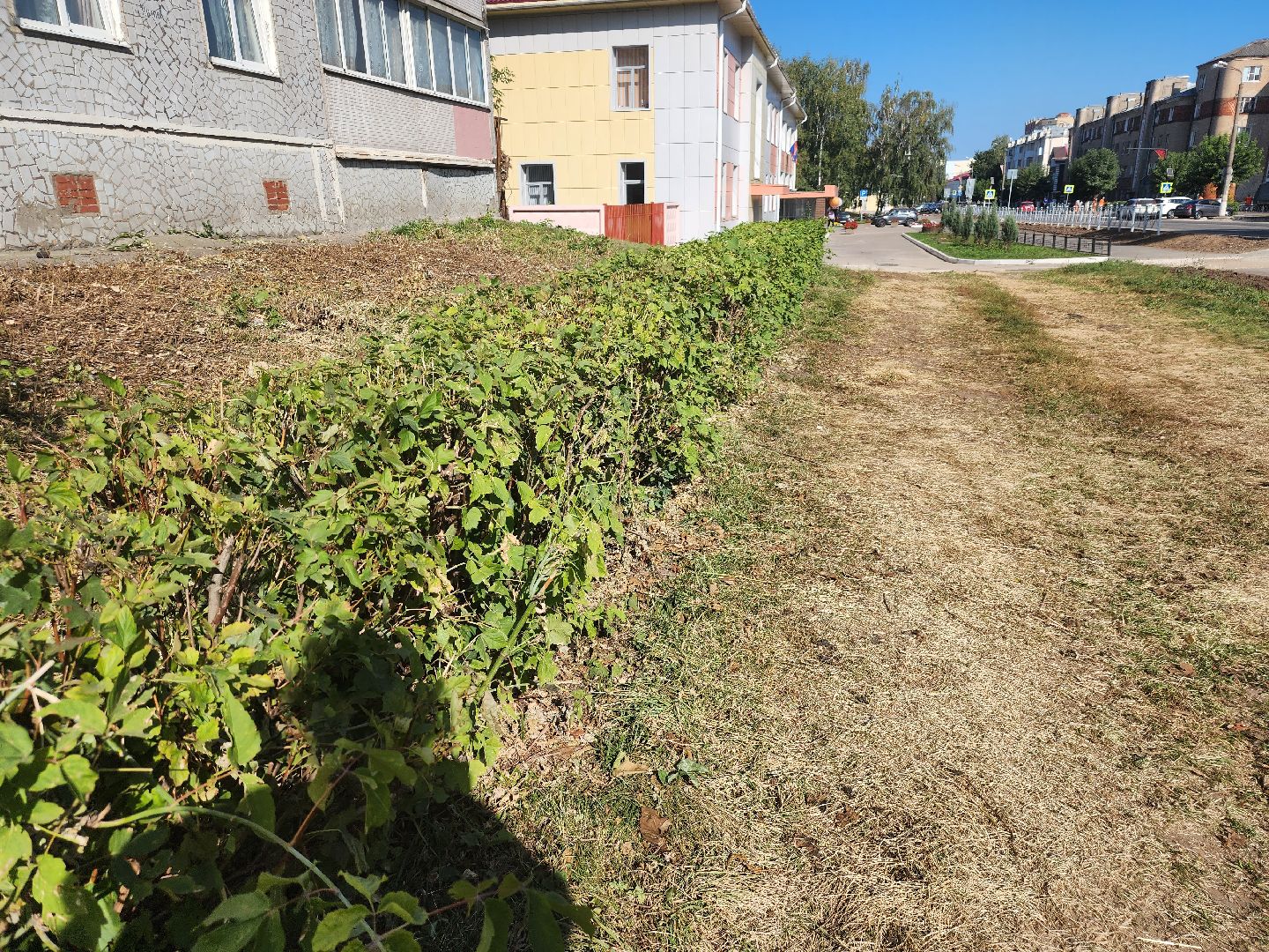 Павловский Посад, городской округ павловский Посад, люди, благоустройство, тротуар, кусты, уборка