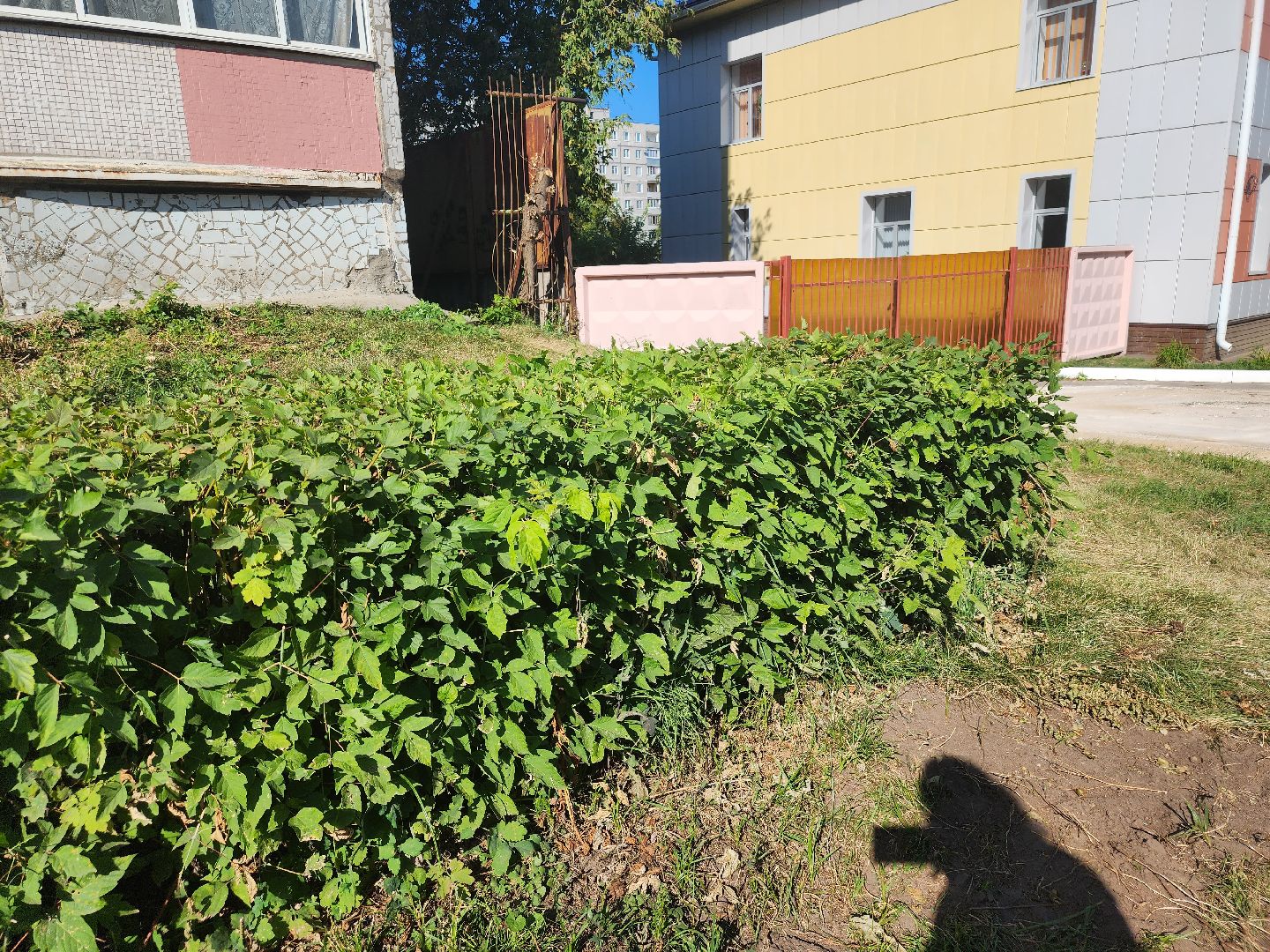 Павловский Посад, городской округ павловский Посад, люди, благоустройство, тротуар, кусты, уборка