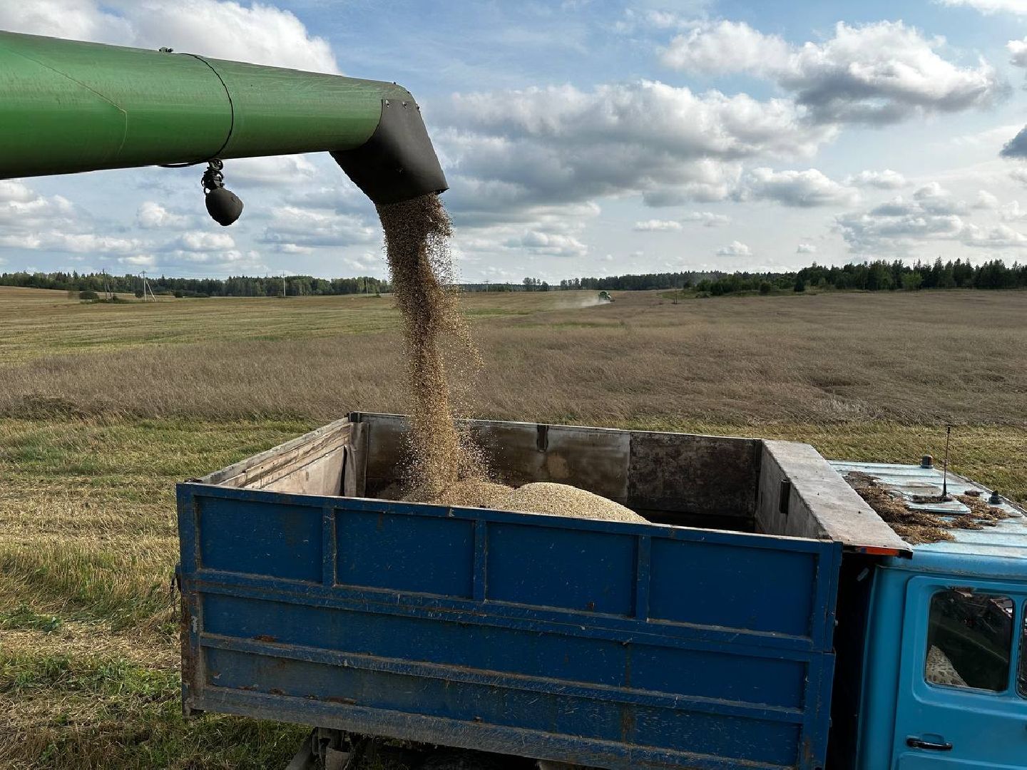 Можайск, Можайский городской округ, Подмосковье, сбор урожая, зерно, пшеница, овёс, рожь, аграрий, сельское хозяйство, агроном