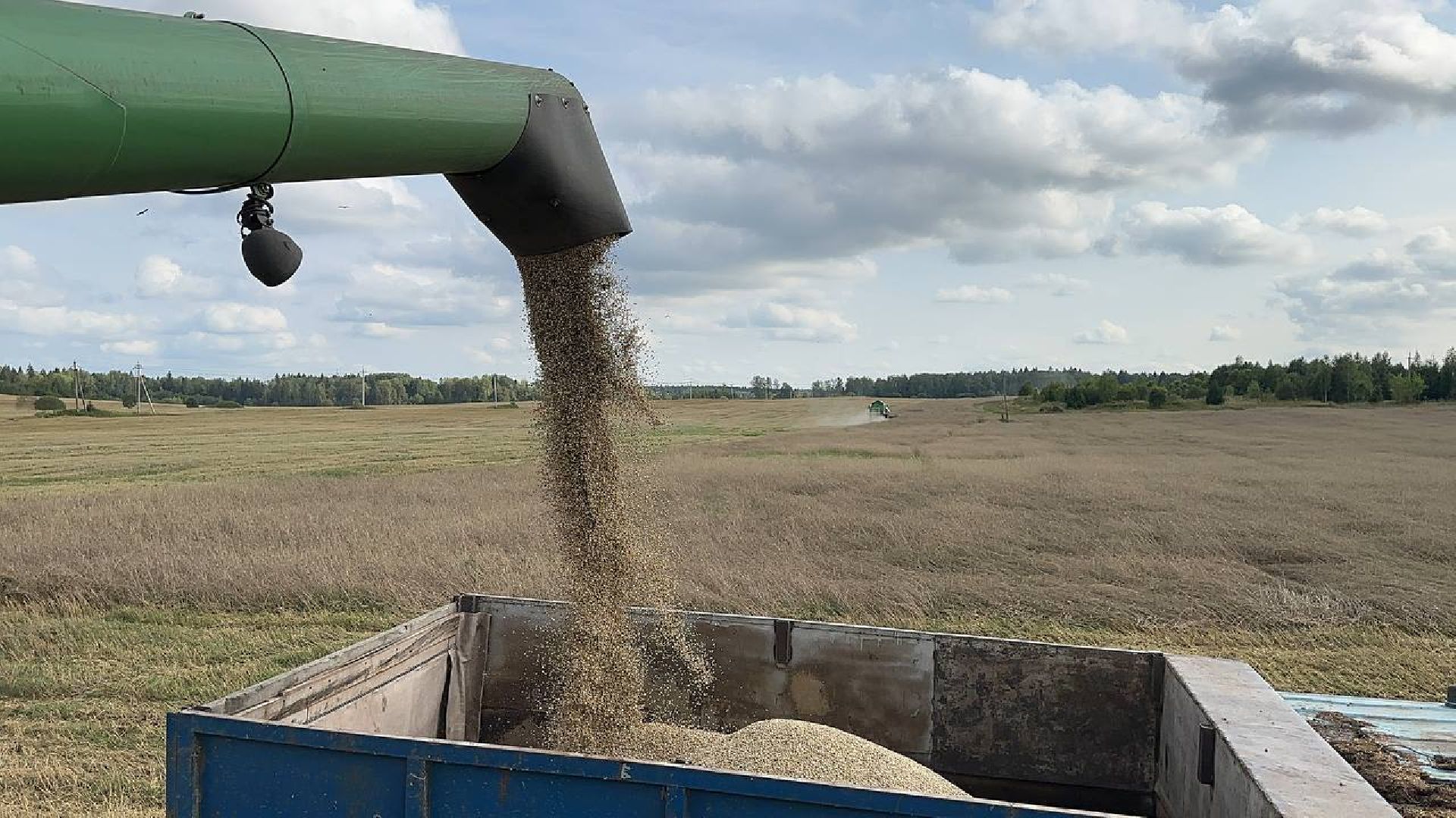 Можайск, Можайский городской округ, Подмосковье, сбор урожая, зерно, пшеница, овёс, рожь, аграрий, сельское хозяйство, агроном