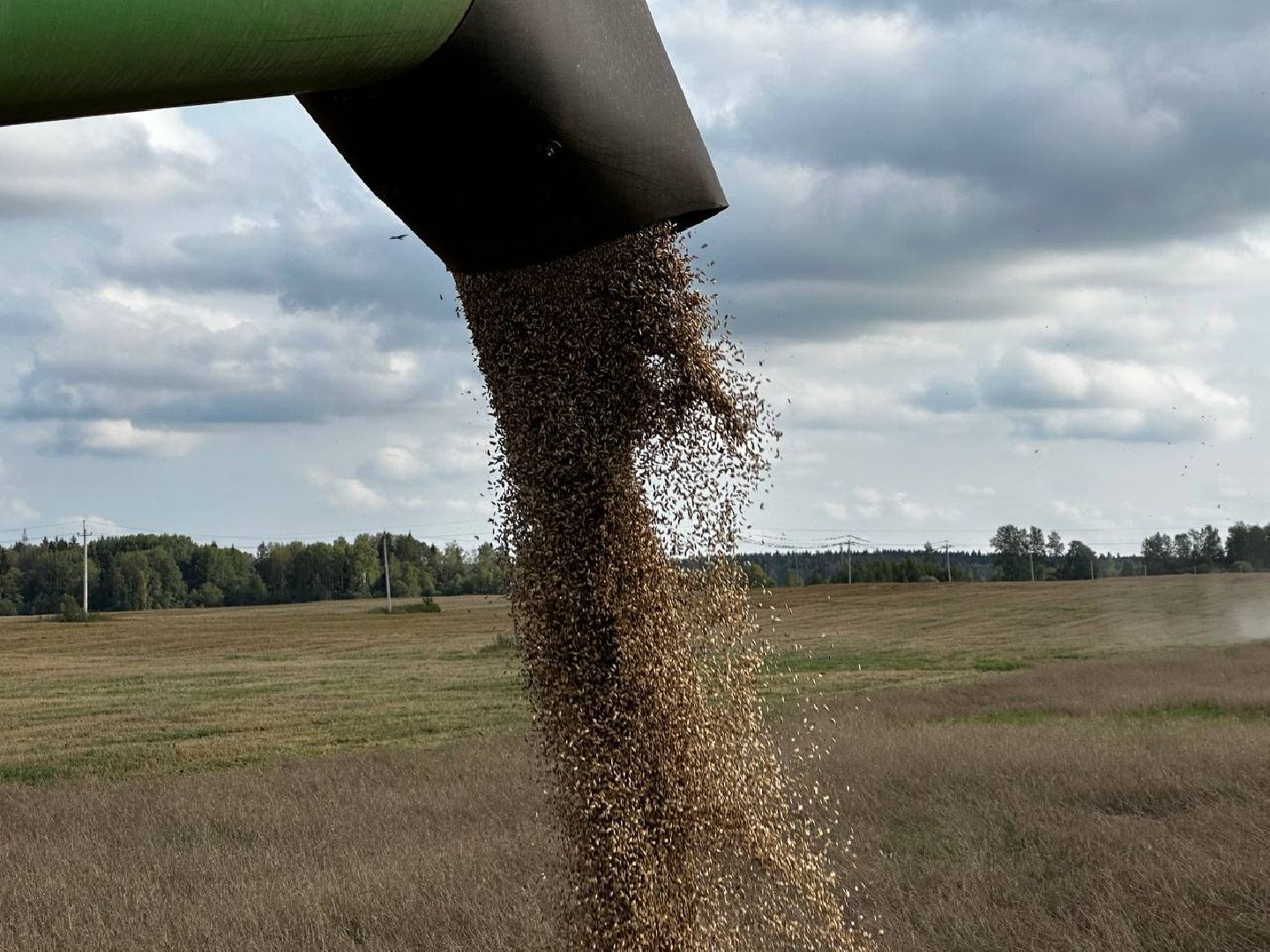 Можайск, Можайский городской округ, Подмосковье, сбор урожая, зерно, пшеница, овёс, рожь, аграрий, сельское хозяйство, агроном