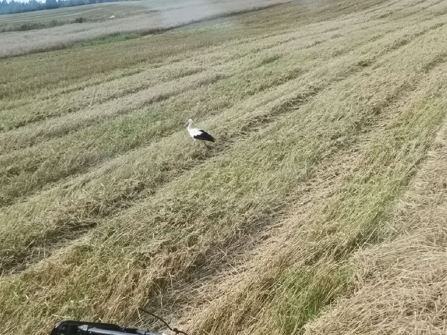 Можайск, Можайский городской округ, Подмосковье, сбор урожая, зерно, пшеница, овёс, рожь, аграрий, сельское хозяйство, агроном